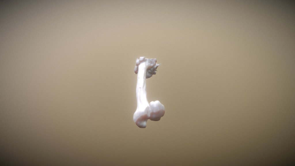 femur - 3D model by dszuster [2f768fe] - Sketchfab