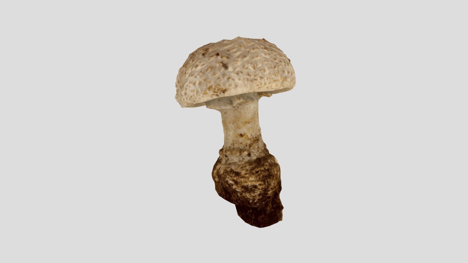 Mushroom v#3 3December2021 1st