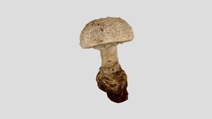 Mushroom v#3 3December2021 1st 3D Model