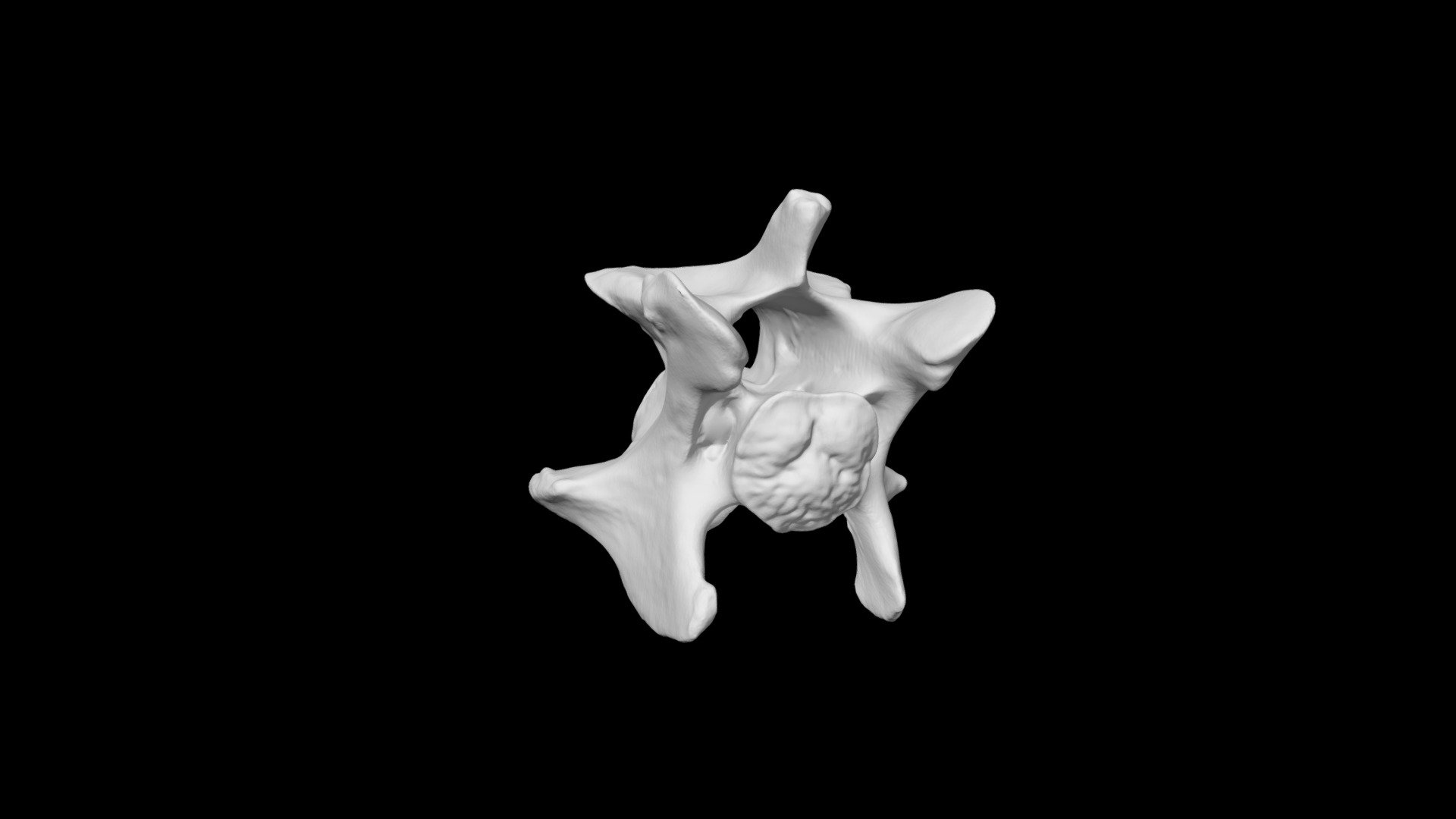 Whitetail Deer Cervical Vertebra C3