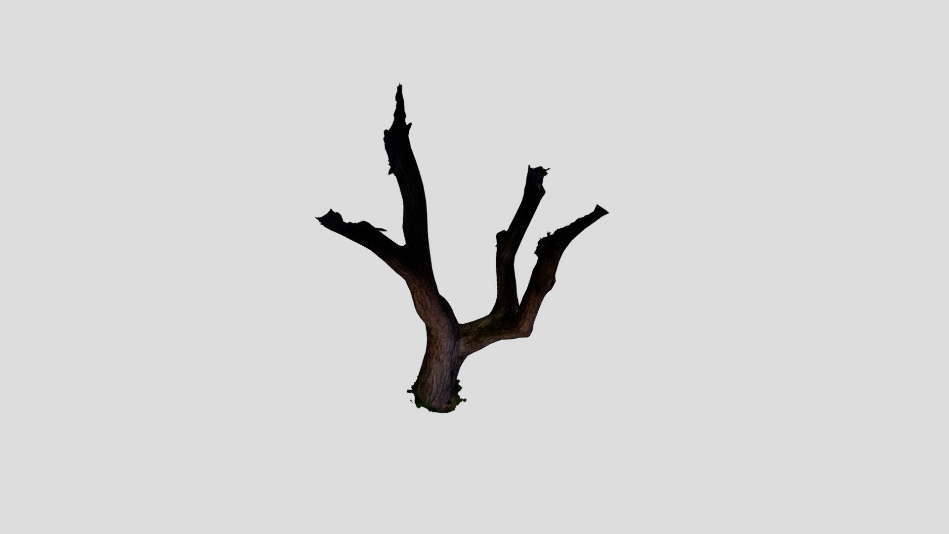 walnuttree kps99 01_low