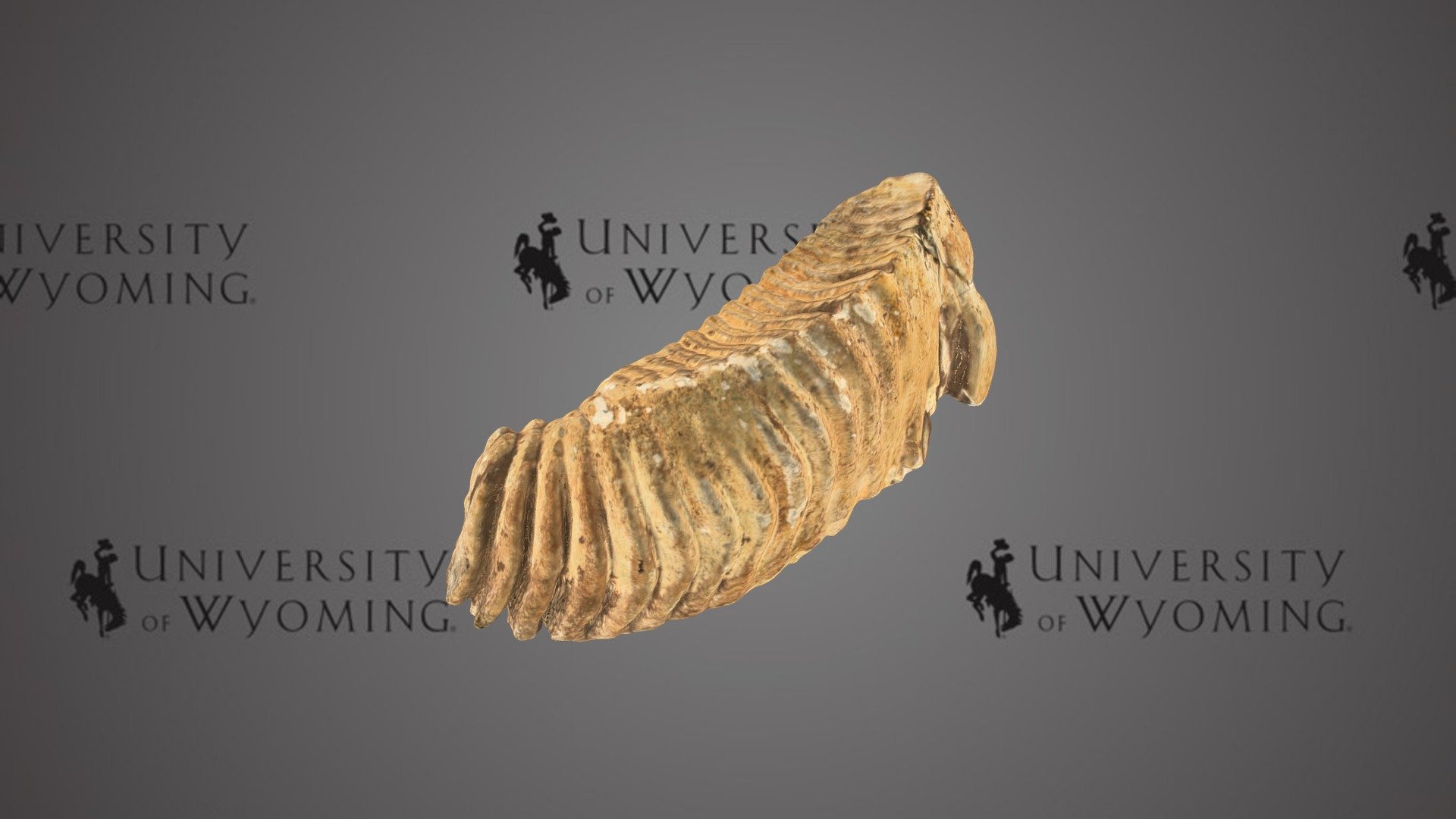 UW 44039 - Mammuthus Imperator, molar - Download Free 3D model by ...