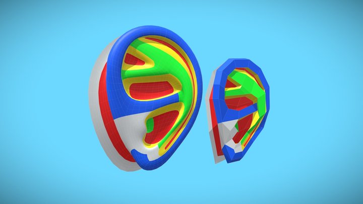 Ear topology 3D Model