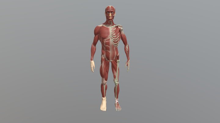 Ecorche-anatomy-study 3D Model