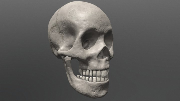 Human skull 3D Model