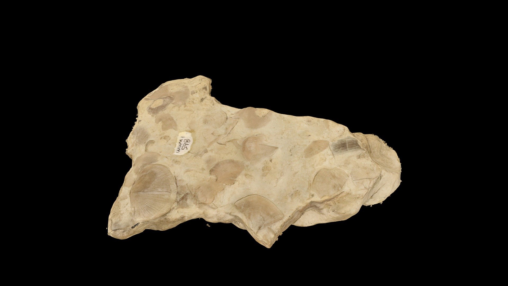 Geol212_598 Download Free 3D model by WWU Geology (WWUGeology