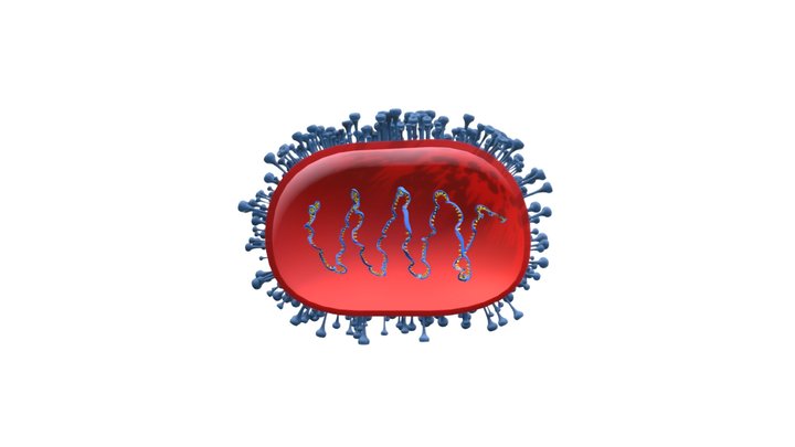 Mumps virus 3D Model