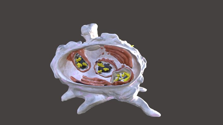 1-2019 Phagocytose 3D Model