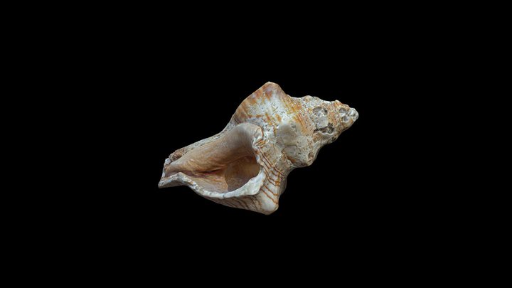Seashell 3D Model