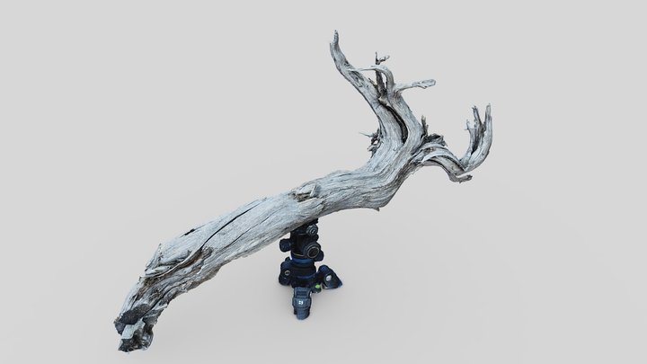 Gotland Branch - RealityScan 3D Model