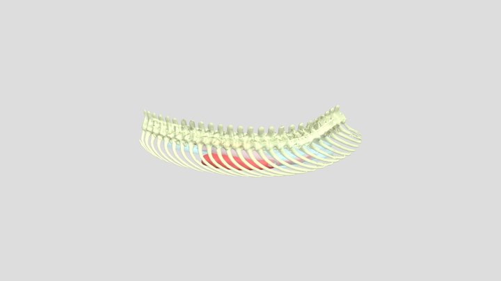 Segmentation 3D Model