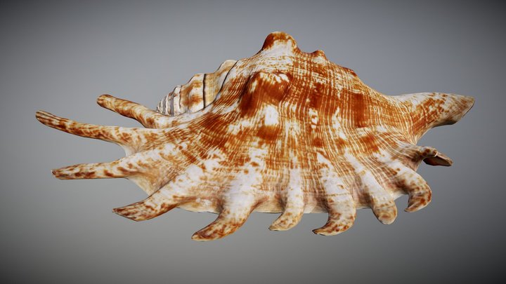 Lambis Shell – Modello 3D gratuito STL
