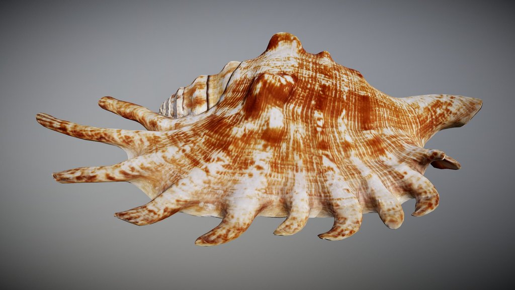 Lambis Shell