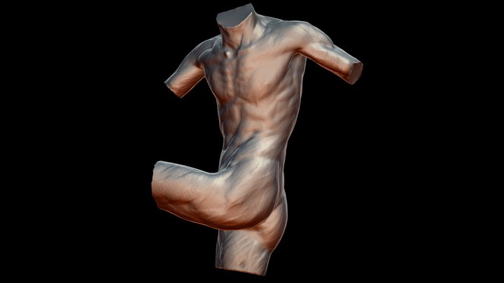 Vertex School Dynamic Torso Sculpting Seminar 3D Model