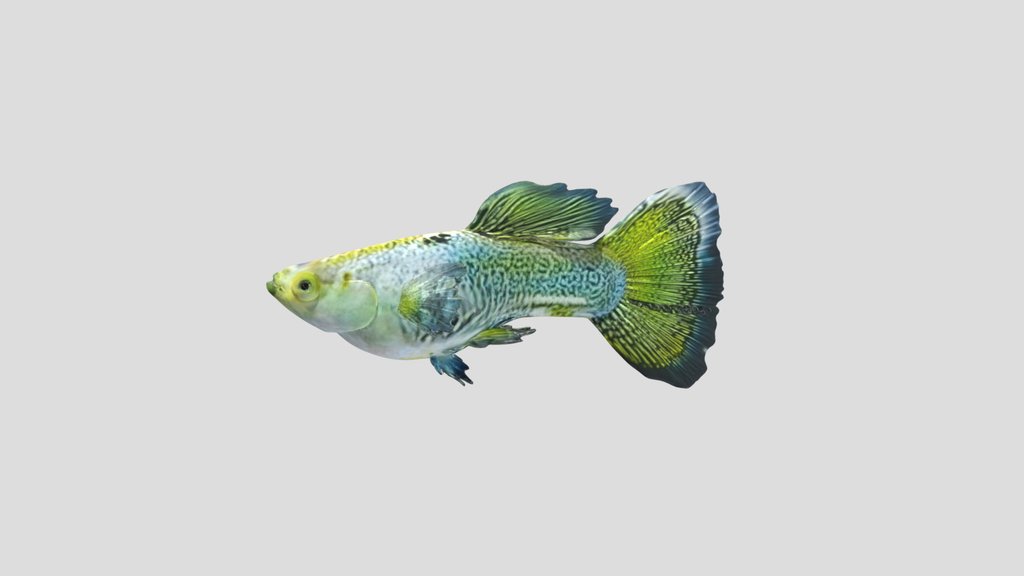 GoldenLace Halfmoon Guppy Male