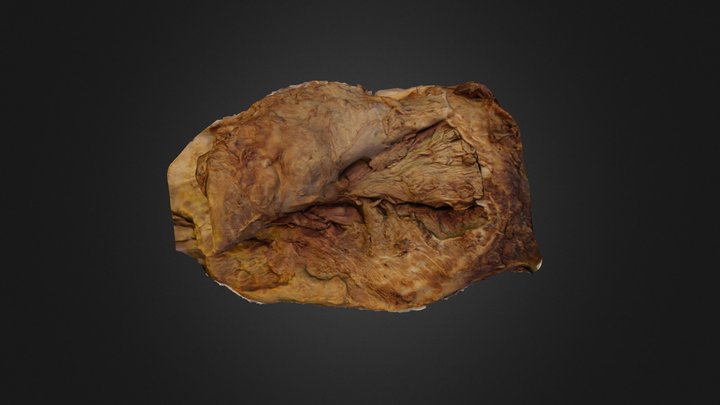 Gluteal muscles 3D Model