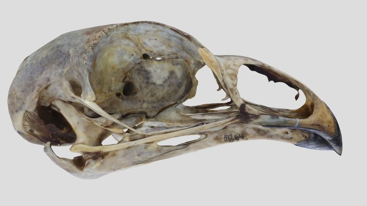 UWYMV:Bird:5864,Centrocercus urophasianus, Skull – Gratis 3D-model STL