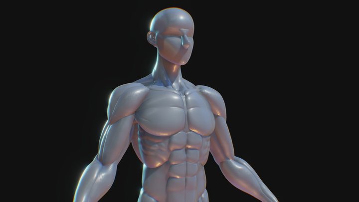 I_orL on X: stylized male body anatomy 3d model #Roblox #RobloxDev  #blender #Blender3d  / X