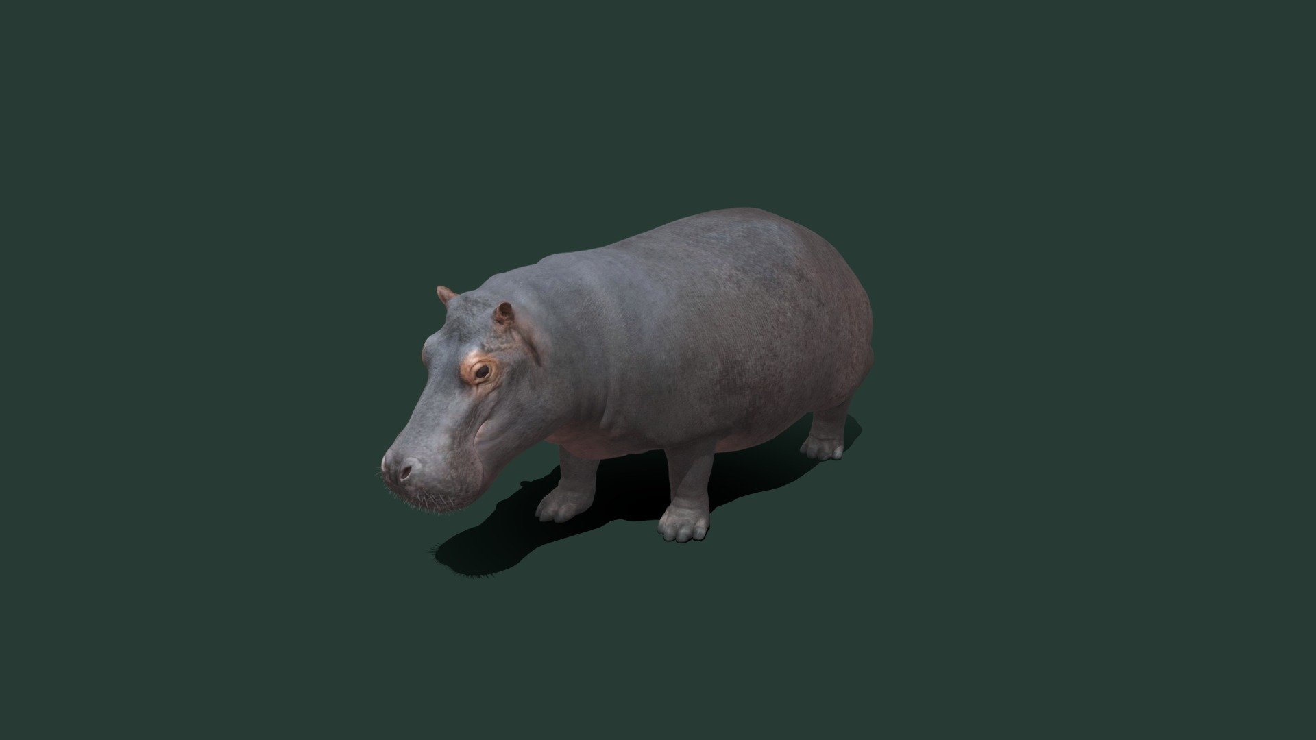 Hippo 3D model by Beautiful Animals + theappgod) (beautifulanimals