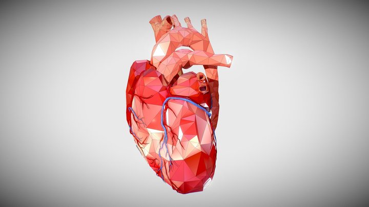 Human heart low poly 3D Model