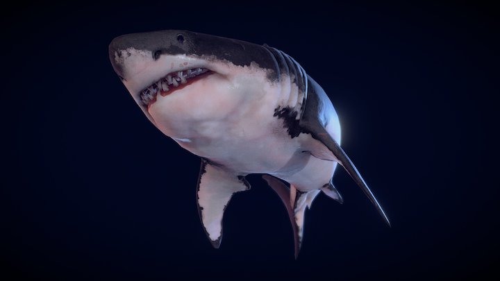 Great white shark 3D Model