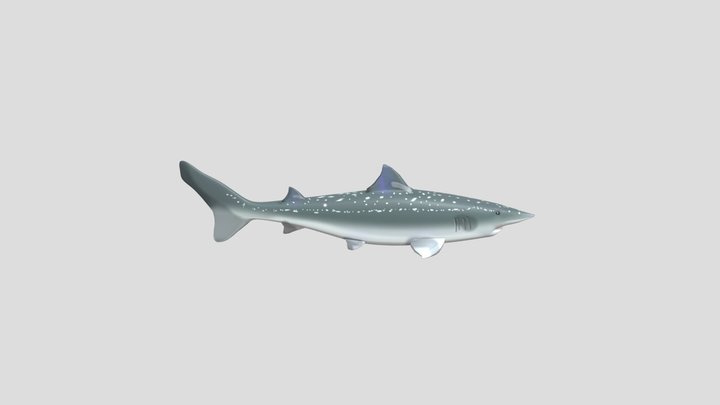 Guppy Shark 3D Model