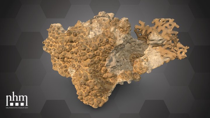 Stony coral (NHMW-ZOO-EV-0015193) – Gratis 3D-model STL