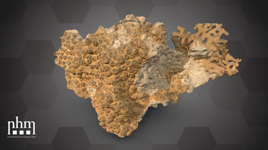 Stony coral (NHMW-ZOO-EV-0015193)