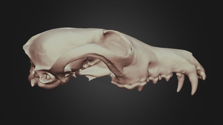 Vulpes vulpes (Red Fox) Skull 3D Model