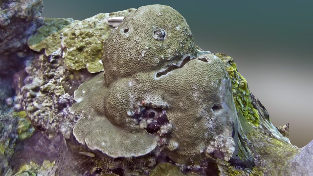Gardineroseris planulata underwater colony — Sketchfab embed 3D viewer