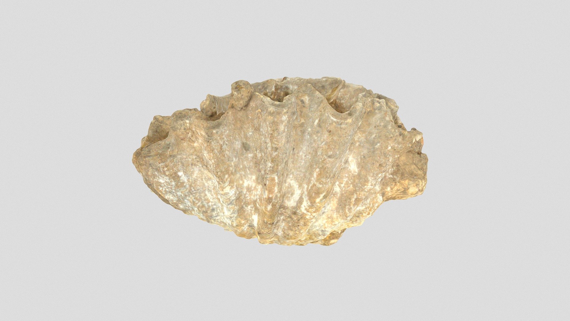 Tridacna