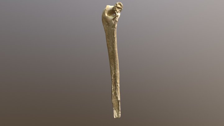 arm bone 2 3D Model