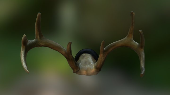 Deer Rack 3D Model
