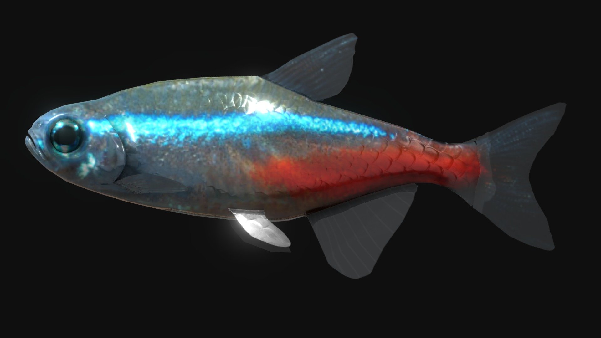 Paracheirodon Innesi _ Tetra Neon