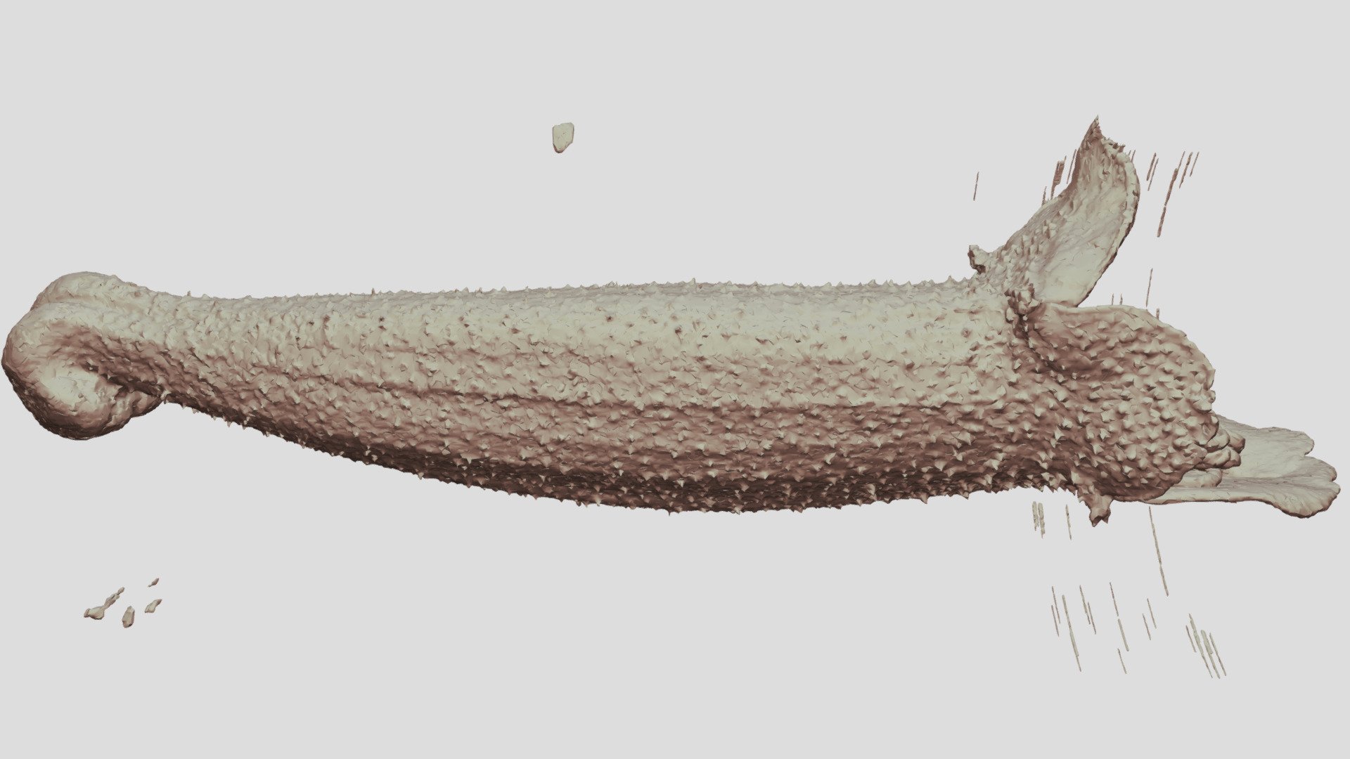 Sinningia sceptrum corolla - Download Free 3D model by GigaScience ...