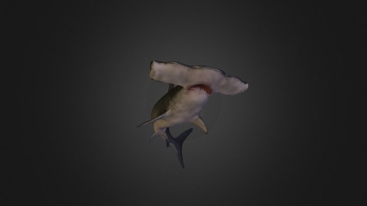 Hammerhead shark 3D Model