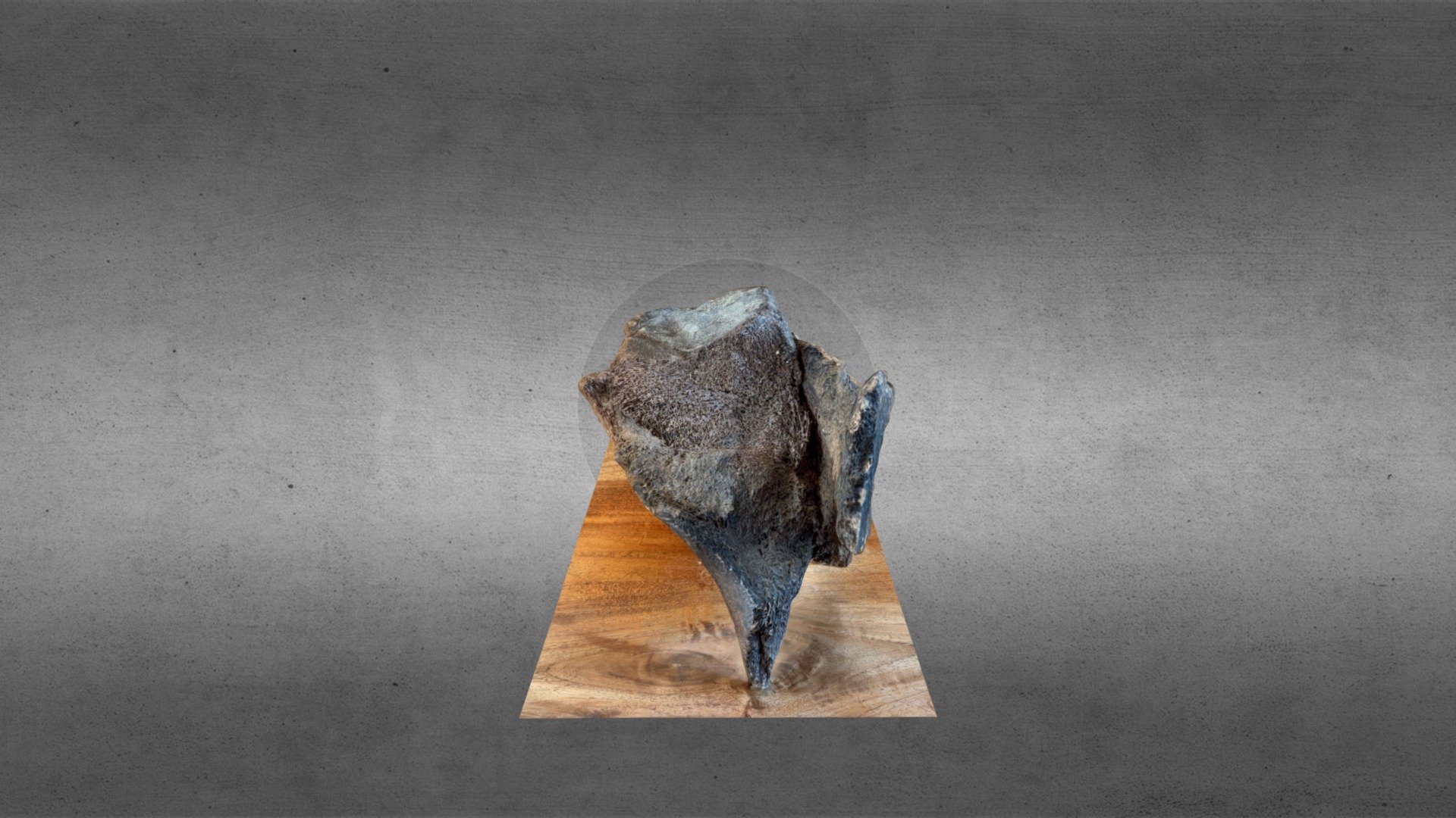 Mammoth bone fragment