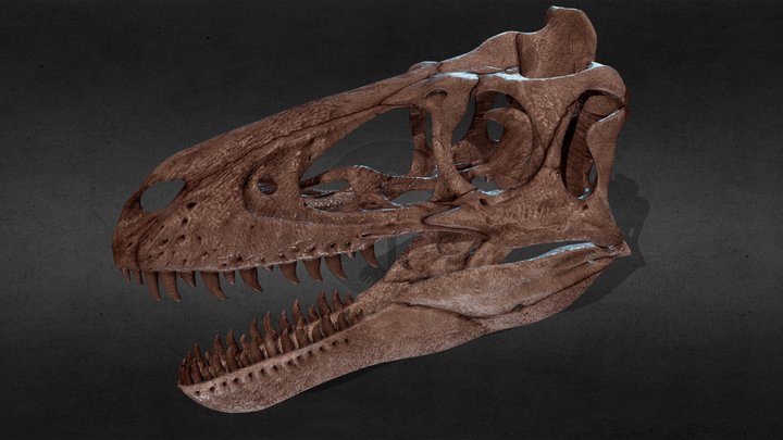 Juvenile tyrannosaurus 3D Model