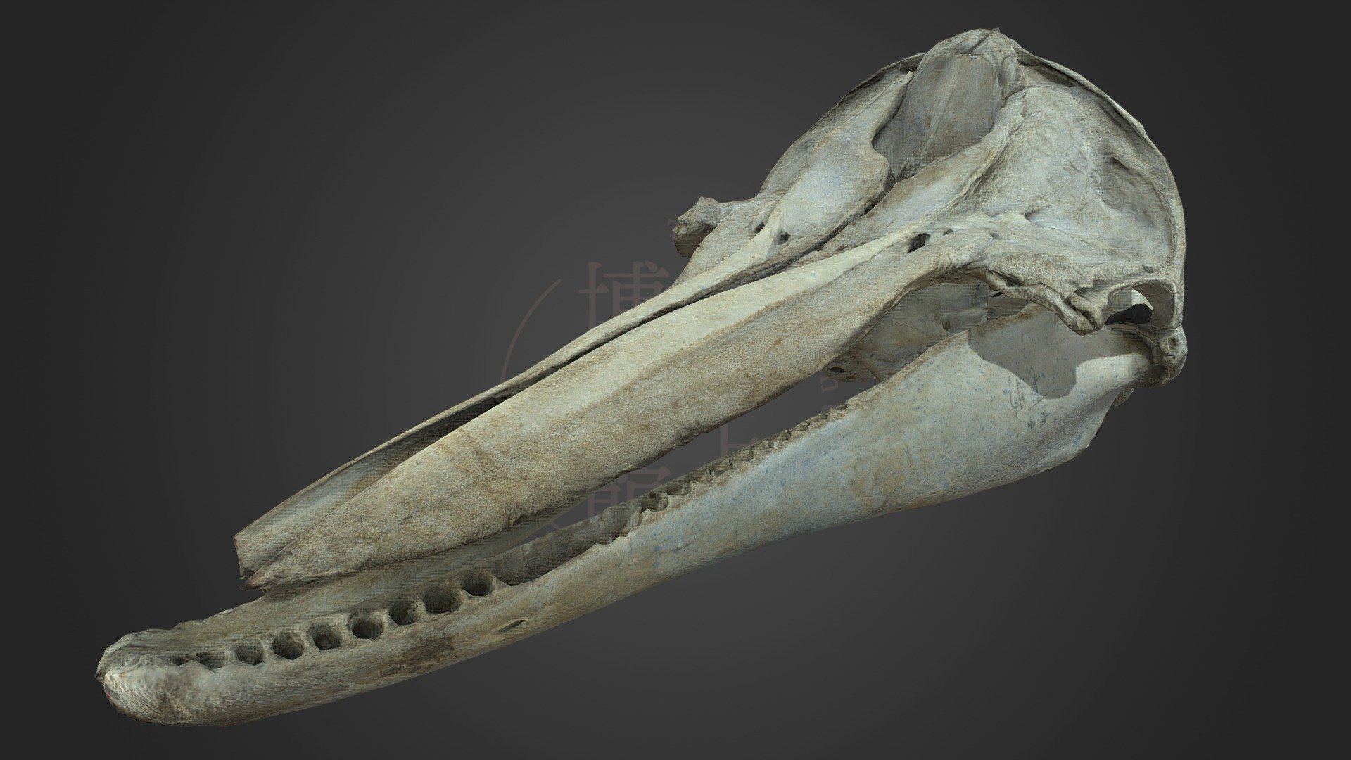 イルカ 骨格標本 頭骨 海豚 - 科学、自然