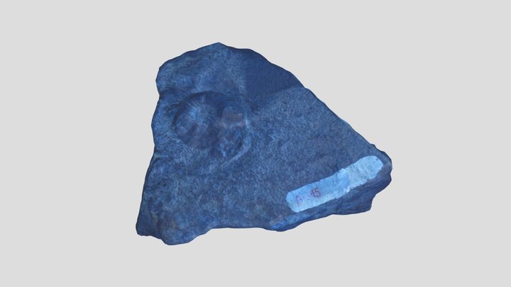 Escaneo de fósil en piedra 3D Model