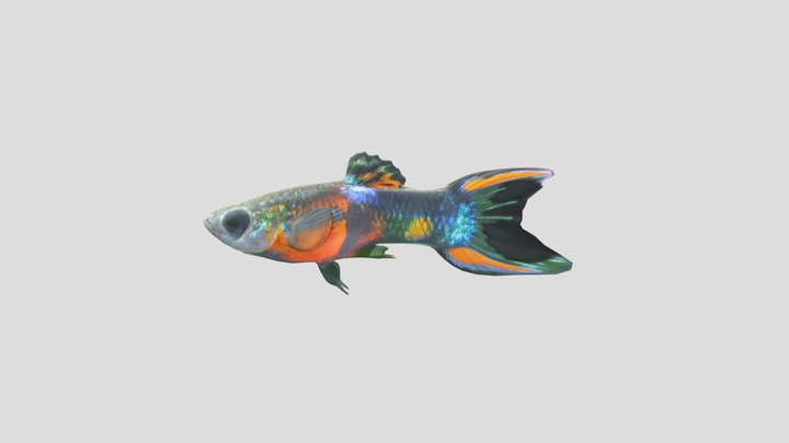 Half Black Endler Guppy Male – Modello 3D gratuito STL
