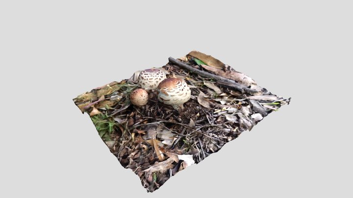 Mushroom A 3D Model