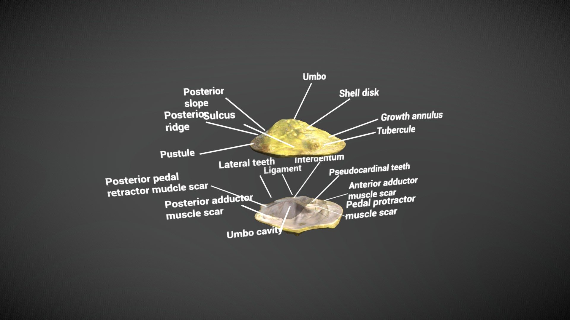 Mussels - 3D model by Simply_Better (@andreeva.yana.1311) [2fbf60e ...