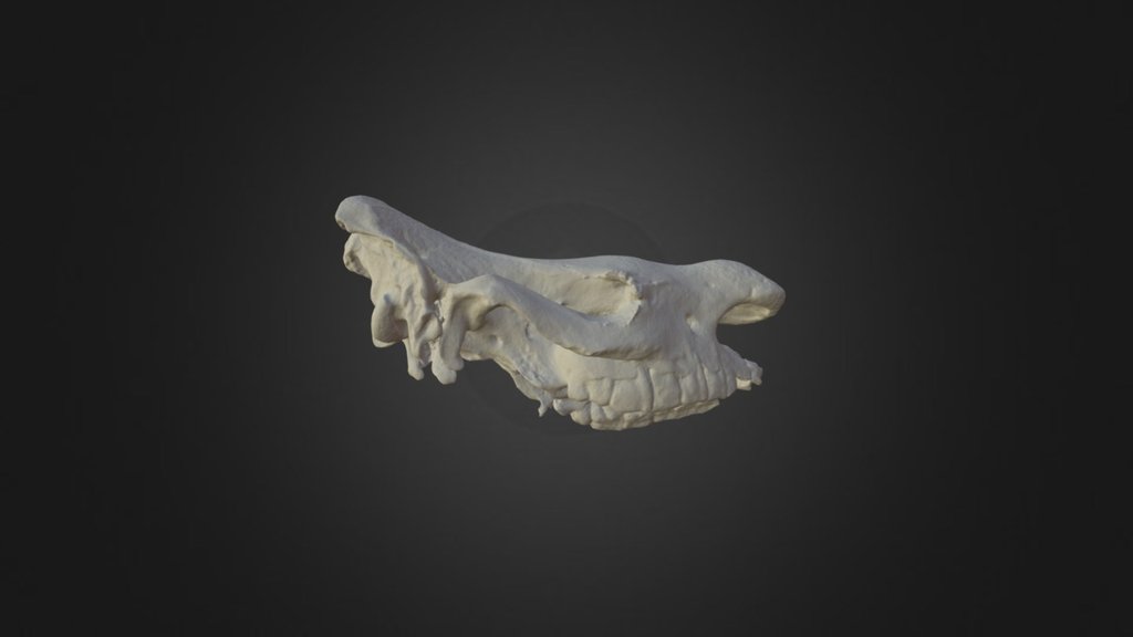Ceratotherium simum, skull