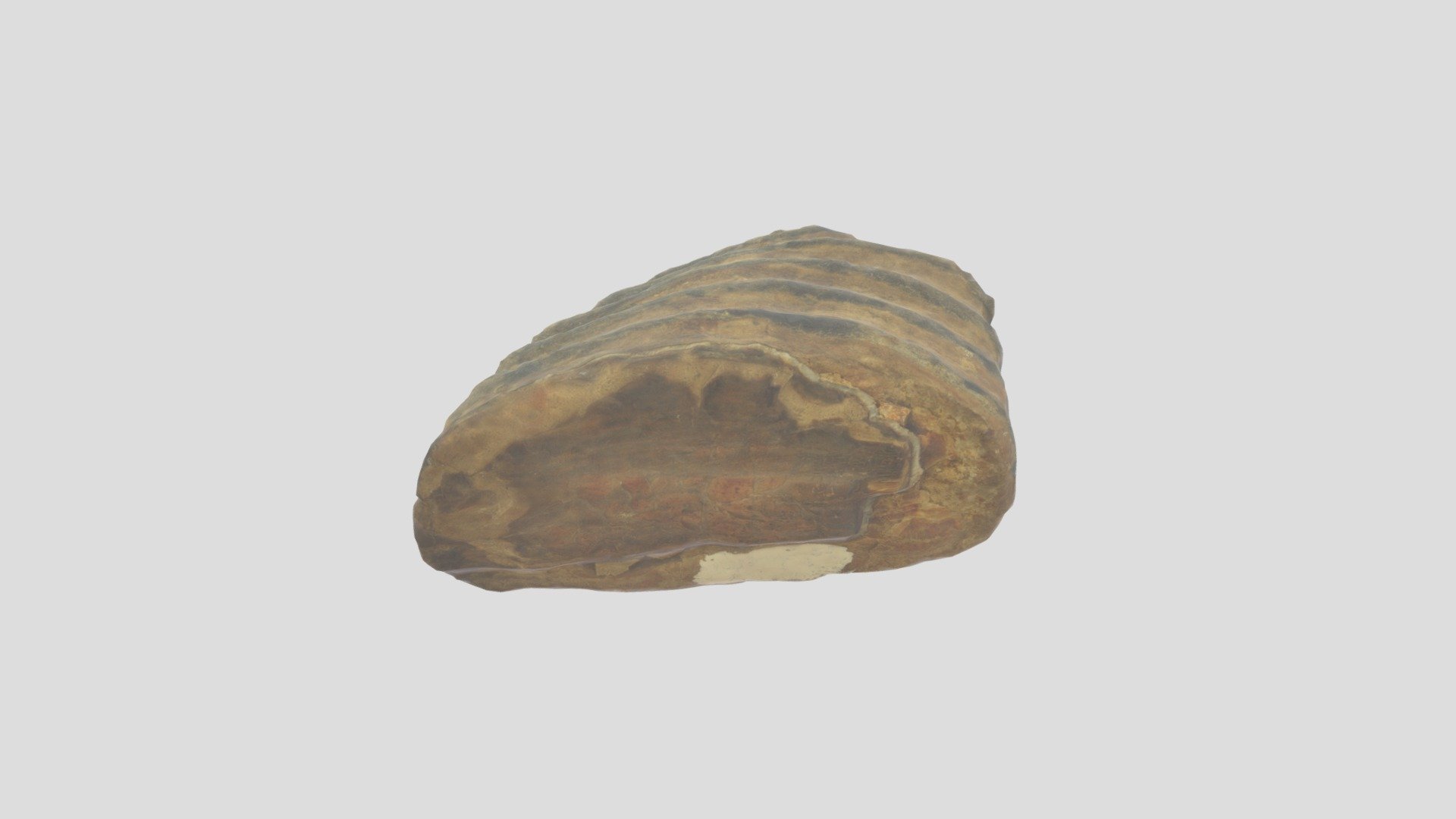 MU Sed Strat 0008 Mammoth Tooth