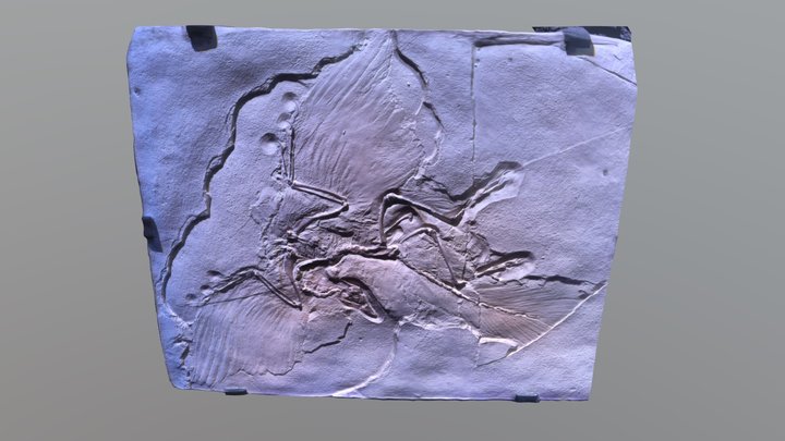 Archaeopteryx 3D Model