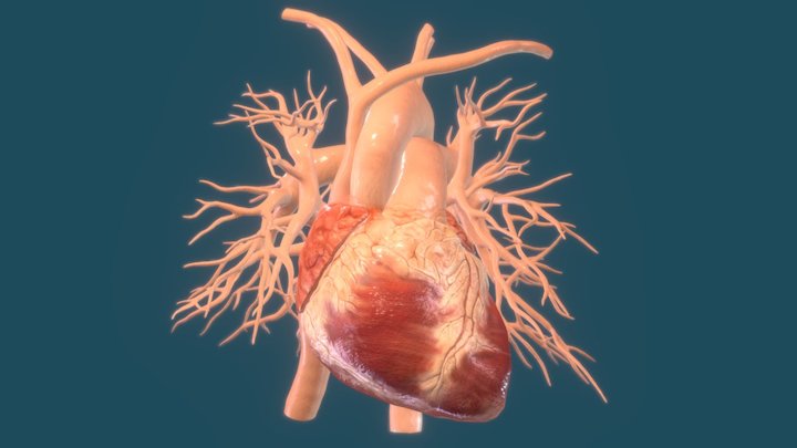 Animated Heart Anatomy 3D Model