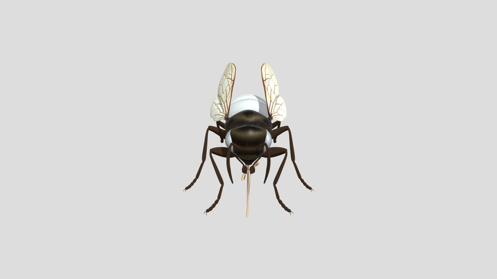 Honey Bee