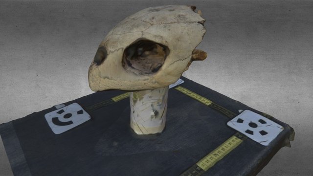 Crânio - Tartaruga 3D Model