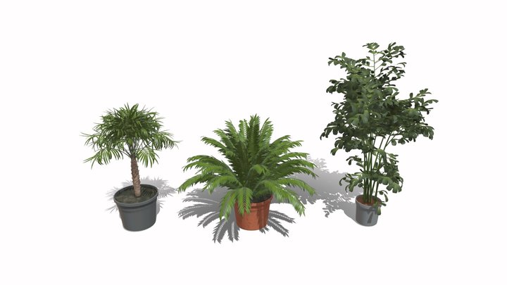 Indoor Potted Palm Collection 3D Model